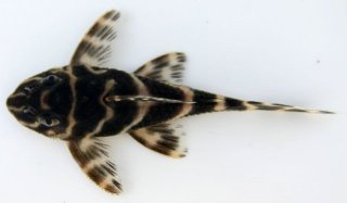 Hypancistrus debilittera