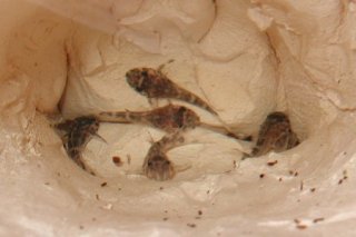 Hypancistrus seideli