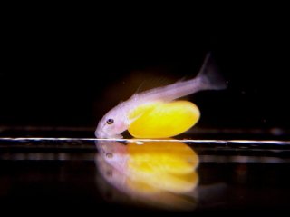 Hypancistrus seideli