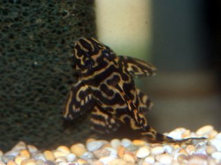 Hypancistrus sp. (L340)