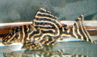 Hypancistrus sp. (L340)