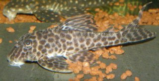 Hypancistrus sp. (L400)