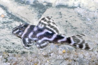 Hypancistrus sp. (L450)