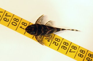 Hypancistrus sp. (L454)