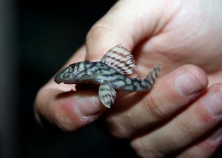 Hypancistrus sp. `LOWER RIO XINGU`