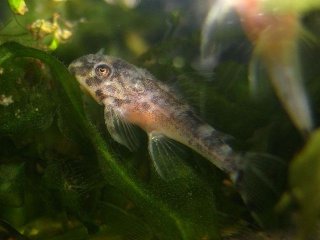 Hypancistrus sp. (L270)