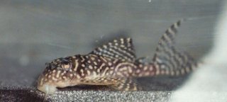 Hypancistrus sp. hybrid