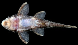 Hypancistrus vandragti