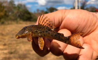 Hypostomus cafuringa