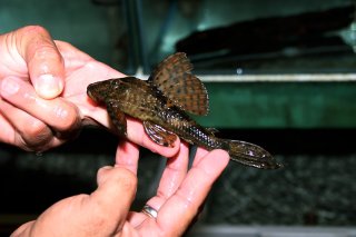 Hypostomus cf. cochliodon