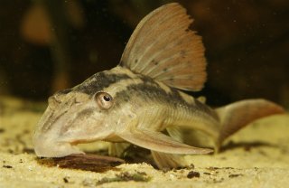 Hypostomus cochliodon