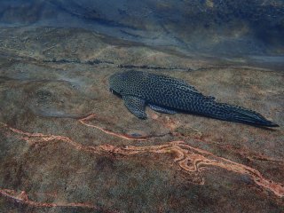 Hypostomus froehlichi