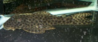 Hypostomus fuscomaculatus