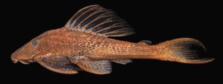 Hypostomus kopeyaka