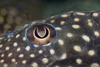 Hypostomus luteomaculatus