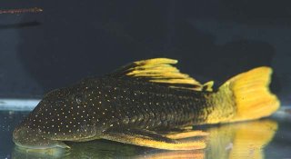 Hypostomus luteus