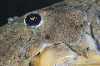 Hypostomus luteus