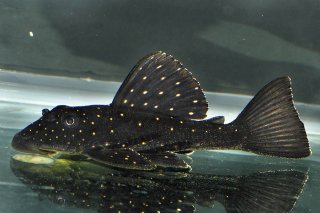 Hypostomus luteus