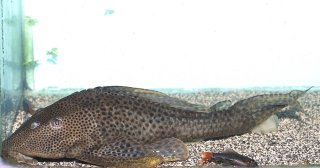 Hypostomus oculeus