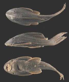 Hypostomus oculeus
