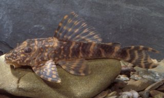 Hypostomus peckoltoides