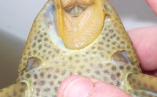 Hypostomus plecostomoides