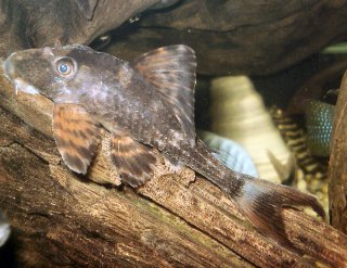 Hypostomus plecostomoides