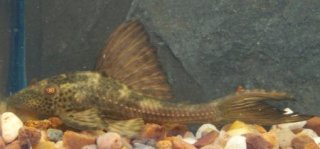 Hypostomus plecostomoides