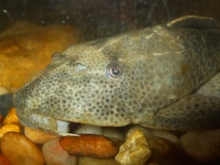 Hypostomus plecostomus