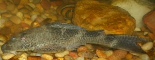 Hypostomus plecostomus