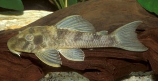 Hypostomus renestoi