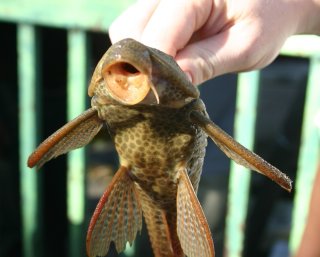 Hypostomus robinii