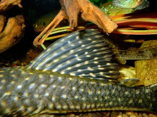 Hypostomus roseopunctatus