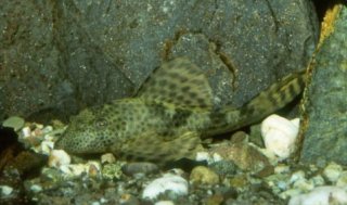 Hypostomus sp. (L087)