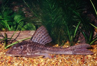 Hypostomus sp. (L138)