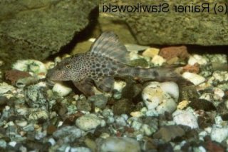 Hypostomus sp. (L145)