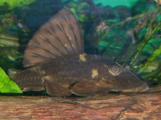 Hypostomus sp. (L229)