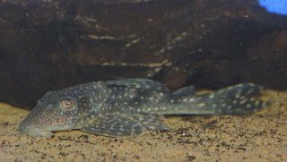 Hypostomus sp. (L246)