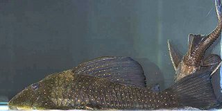 Hypostomus sp. (L286)