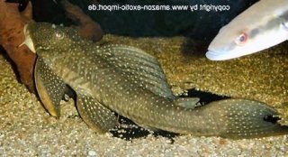 Hypostomus sp. (L286)