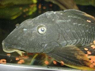 Hypostomus sp. (L360)