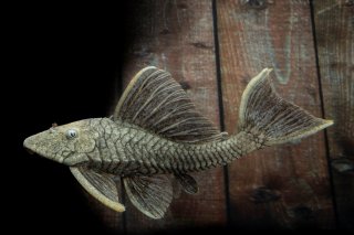 Hypostomus sp. (L517)