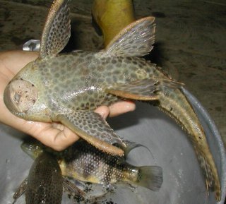 Hypostomus sp. `RIO PAUSHIYACO`