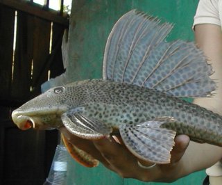 Hypostomus sp. `RIO PAYAMINO`