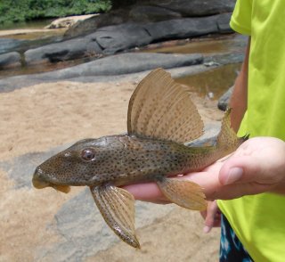 Hypostomus surinamensis