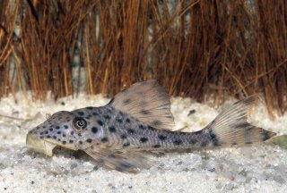 Hypostomus weberi