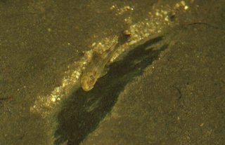 Kronichthys subteres