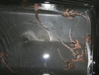 Lamontichthys stibaros