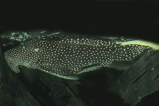 Leporacanthicus cf. galaxias(l007)