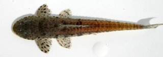 Loricariichthys platymetopon